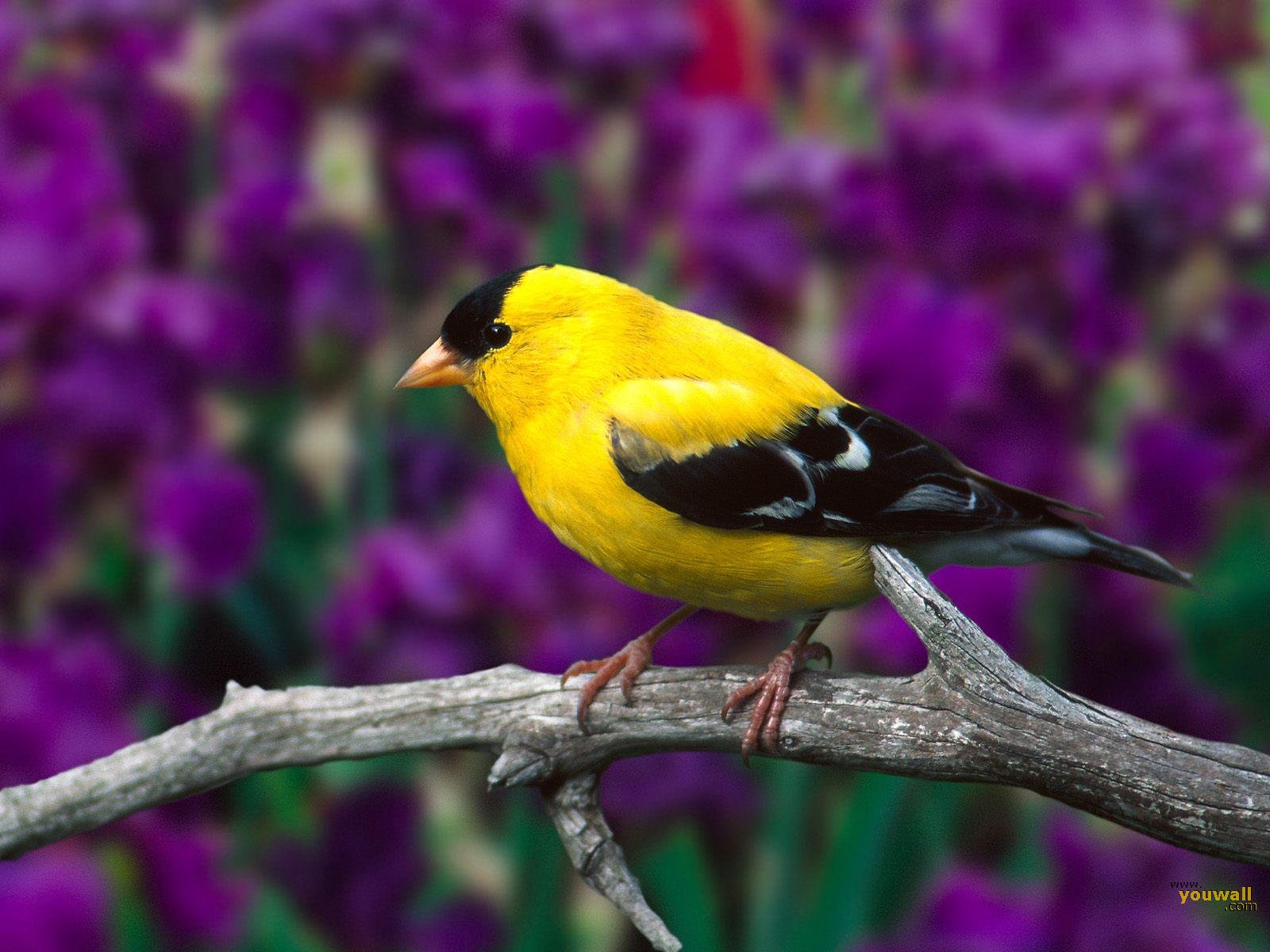 Unique Animals blogs: Birds Desktop Wallpapers, Bird Beautiful 