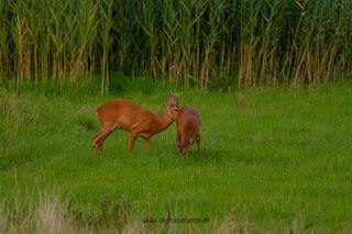 Wildlifefotografie Lippeaue Rehwild Brunft Blattzeit Olaf Kerber