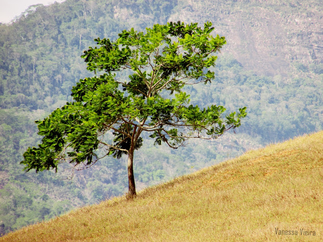 photovanes, paisagem, folhas,  8on8, natureza, galhos, árvores, céu, vida, vanessa vieira, fotografia, vanessa vieira fotografia