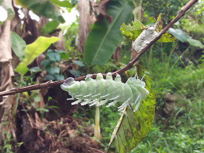 Attacus atlas larva on guava stem