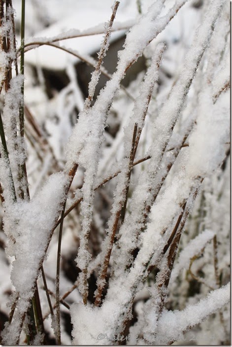 8-snow