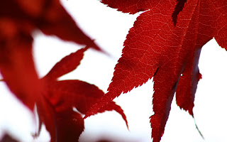 High Definition Leaves Wallpapers