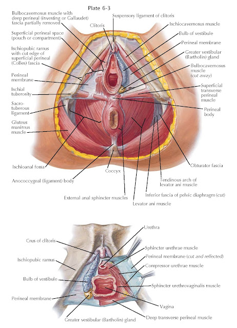 PERINEUM