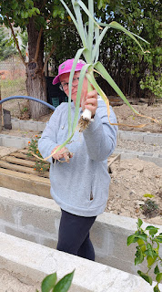 Tasty leek from the garden