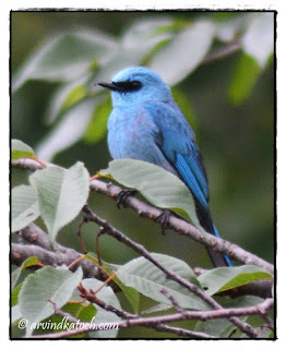 The Verditer Flycatcher