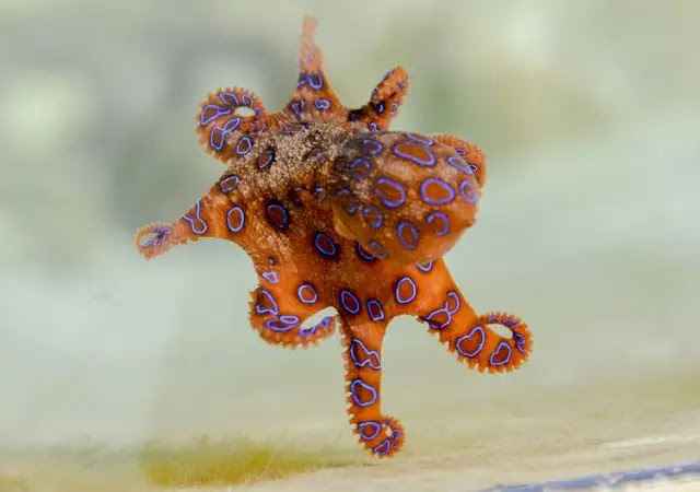 Top 10 Cutest Octopus Species