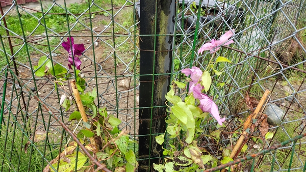 hagen min hageliv blomster bær