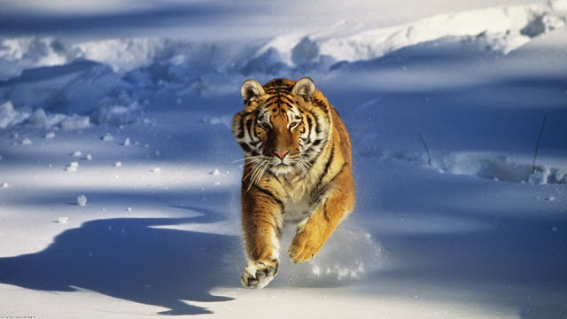 tiger animal photo hd, tiger animal image, tiger animal picture, tiger animal background, tiger animal desktop pc wallpaper, tiger animal high quality wallpaper