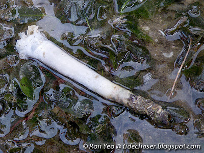 Common Watering Pot (Verpa penis)