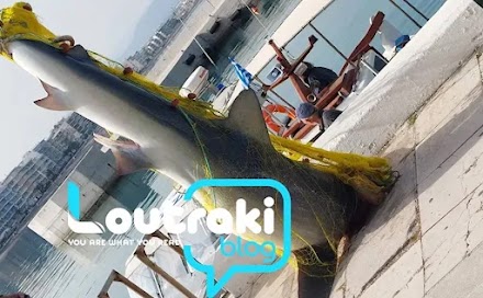Λουτράκι: Ψαράς έπιασε καρχαρία 4 μέτρων 