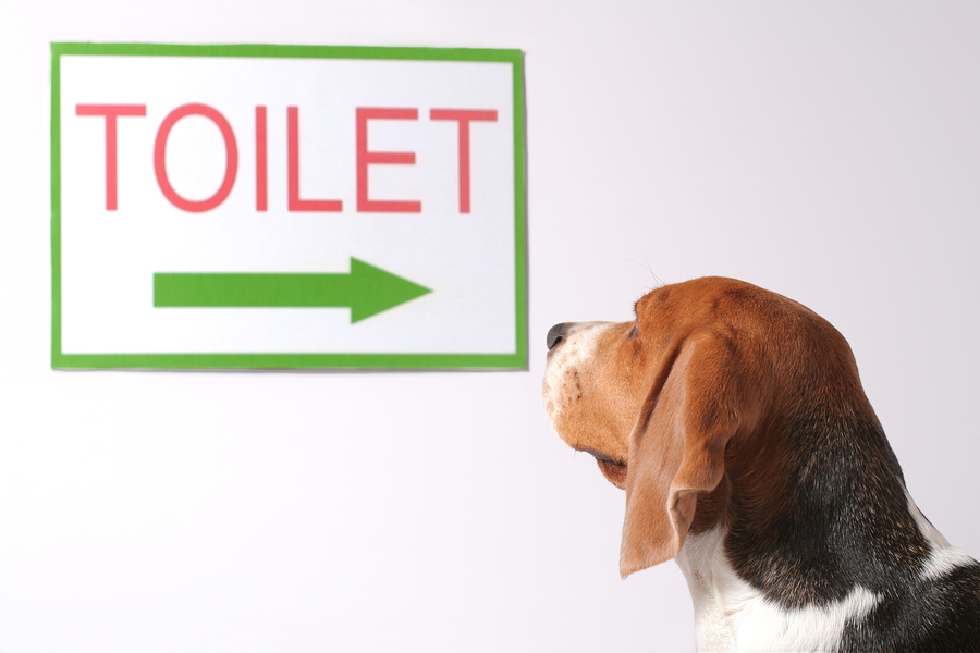 How-to-Potty-Train-Your-Dog.jpg