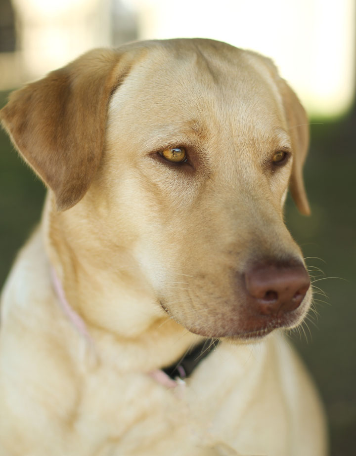 Female Yellow Labrador Retriever