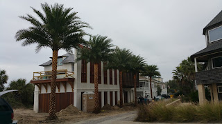 Cold Hardy Palms, Silver Date Palm