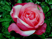 Ejercicio de la Rosa (rosa)