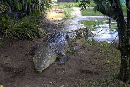 Crocodile