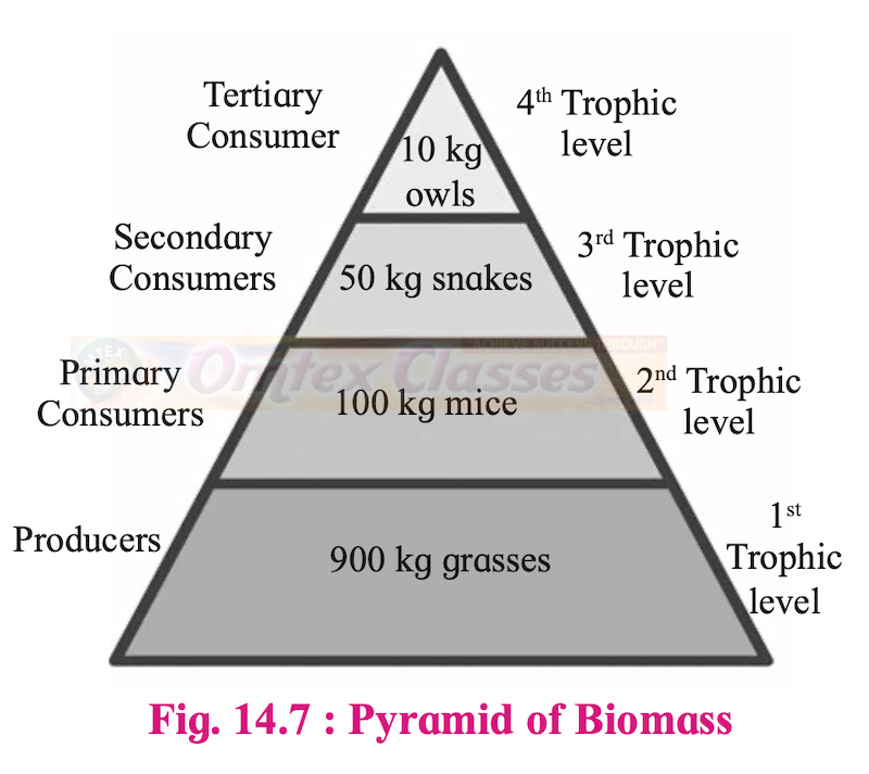 Chapter 14: Ecosystems and Energy Flow Balbharati Solutions for Biology 12th Standard HSC Maharashtra State Board