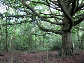 An old beech tree, Fagus sylvatica,  in the woods east of Cudham.  Ups and Downs walk led by Ewa Prokop, 21 June 2011.