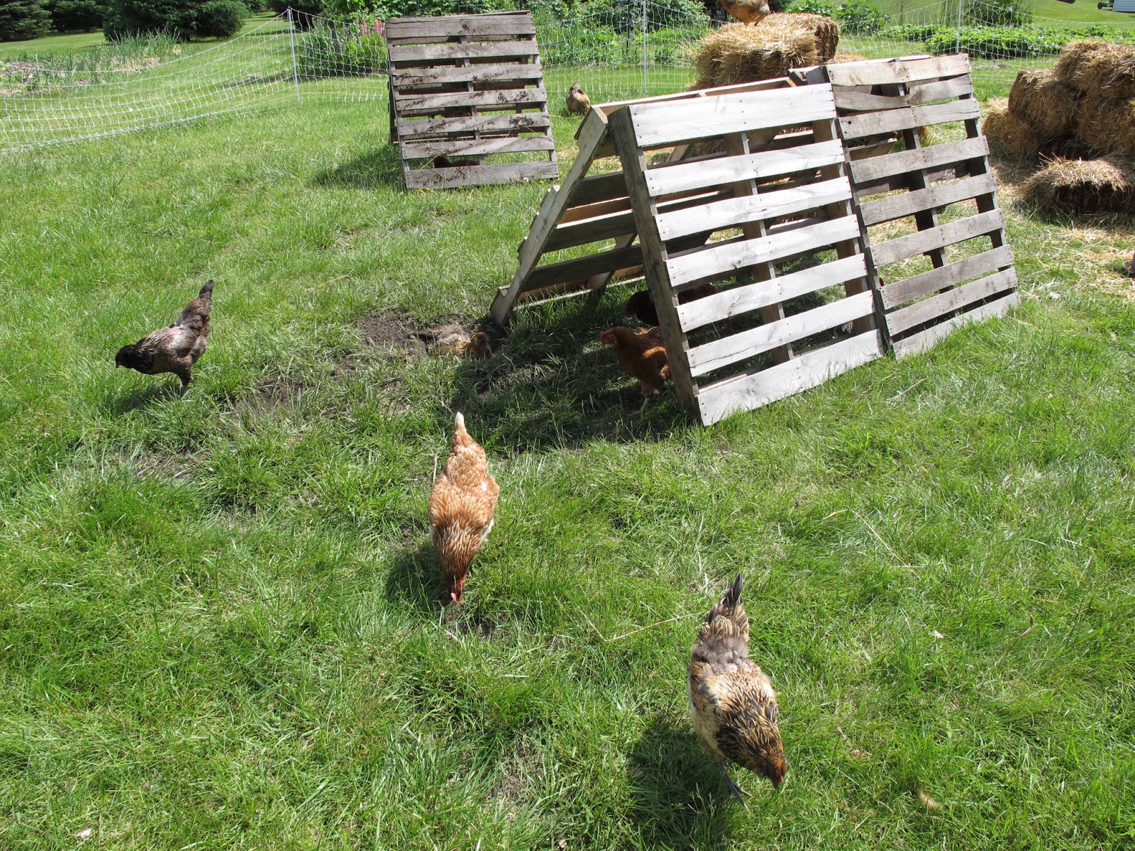 Joe's Garden Journal: Food Forest/Chicken Paddock Update 6 ...