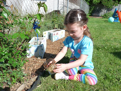 ladybug release garden