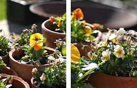 Hornvioler og stedmoderblomster i orange farver 