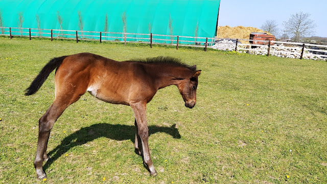 Balade en famille à Varennes-Jarcy, découverte du village à travers son église, sa mairie, son école et son haras