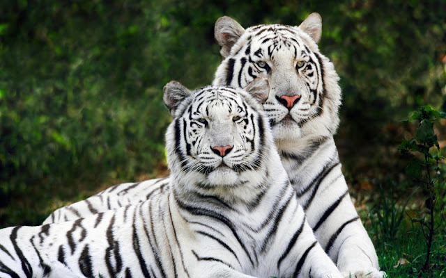 White Tigers HD Desktop Wallpaper