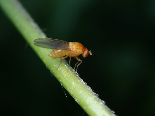 Sapromyza sp