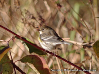 Yellow-rumped Warbler