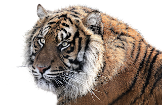 essay on tiger in english, essay on tiger, tiger essay, tiger essay in english