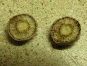 succulent oak galls