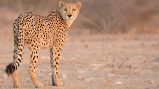 Amazing Cheetah Facts