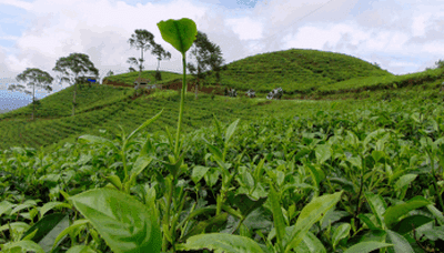 Kebun%2BTeh%2BMedini