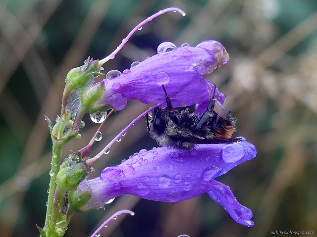 062: wet bee under wet flower