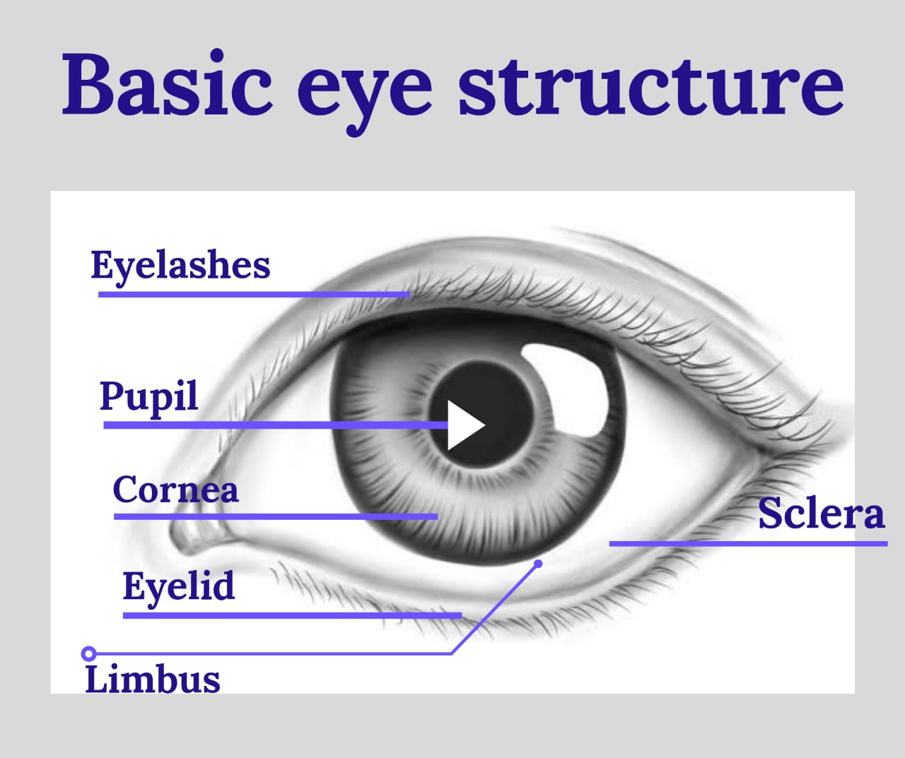 Basic eye structure and part of eye