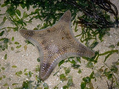 Biscuit Sea Star (Gonodiscaster scaber)