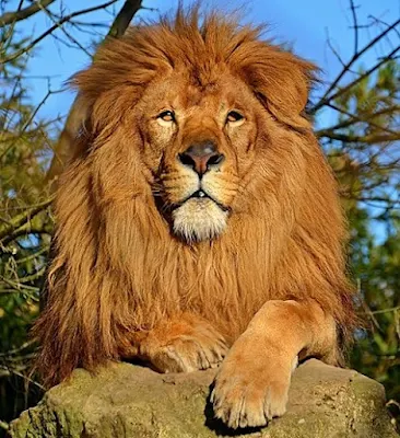 صور اسد lion صور اسود خلفيات