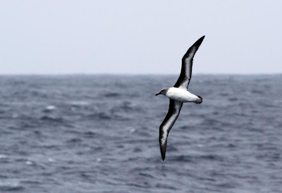 Gray headed Albatross