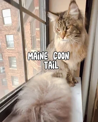 Maine Coon tail as per breed standard