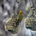 Sarang Burung Lovebird Yang Baik dan Bagus