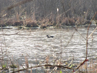 Wood Duck