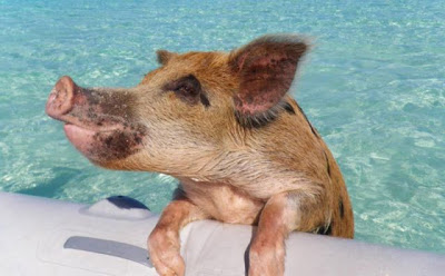 Unusual Tourists Invade Bahamas Seen On www.coolpicturegallery.us