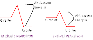 Enzimler