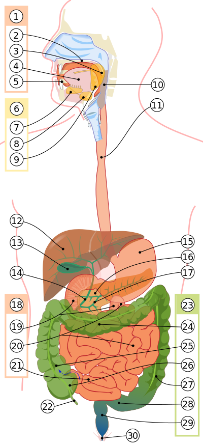 Penjelasan Lengkap Gambar Anatomi Struktur Tubuh 