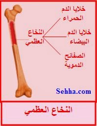 الجهاز الليمفاوي Lymphatic System 