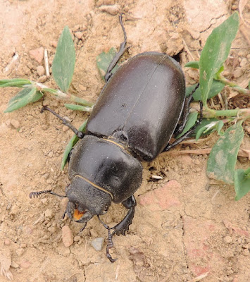 Lucanus cervus (Ciervo volante hembra )