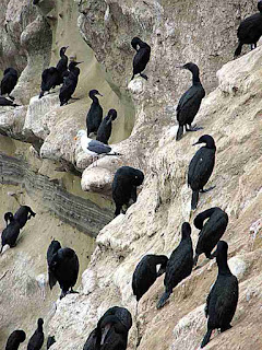 La Jolla Cove Cliff Cormorants and a Seagull (c)David Ocker