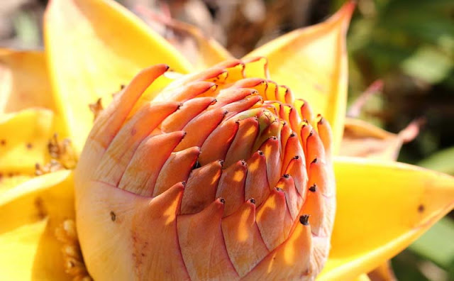 Chinese Yellow Banana Flowers Pictures