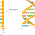DNA : The Structure and Function