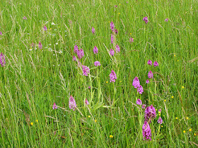 Colony of Pyramidal Orchid Anacamptis pyramidalis in a hay meadow.  Indre et Loire, France. Photographed by Susan Walter. Tour the Loire Valley with a classic car and a private guide.