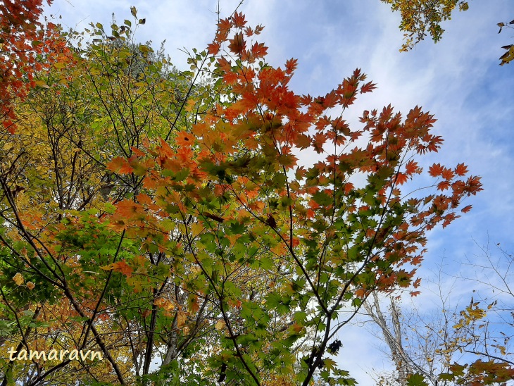 Клён ложнозибольдов (Acer pseudosieboldianum)